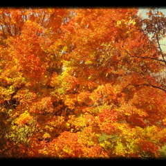Autumn Leaves By Ed Sheeran - Cover By Mailynn Jenkins