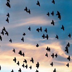 Feed the Birds feat. Sahar Vahedi (m4 remix)