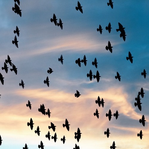 Feed the Birds feat. Sahar Vahedi (m4 remix)