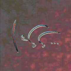 Deneme