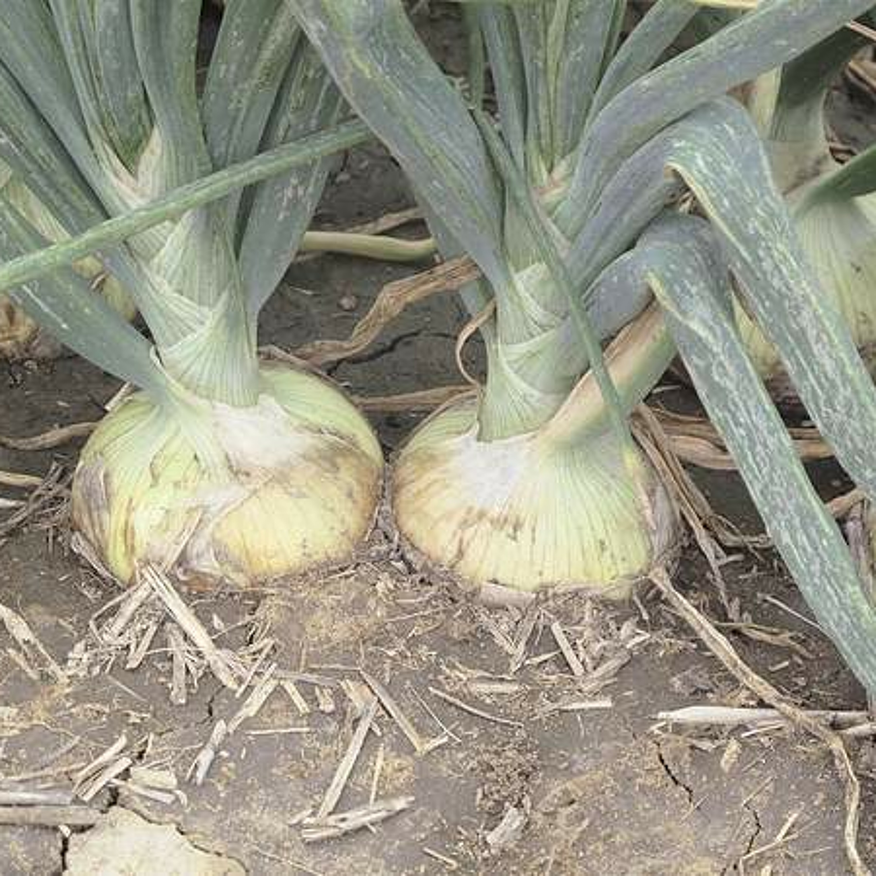 Bulb onion prices have risen rapidly since winter. Ag Minute for July 23, 2015