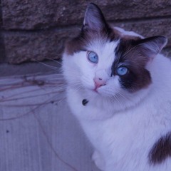 tracey