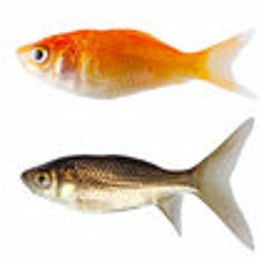 2 Trick Fish (S5000)