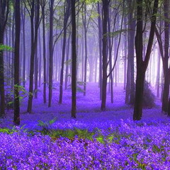 Mystic Rain Forest - Ambient Music produced by Willie Ellebie.