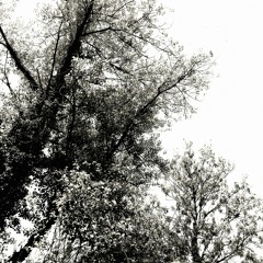 Bird - It's too long ago I made a new dj-mix - July 2015 (Vinyl only)