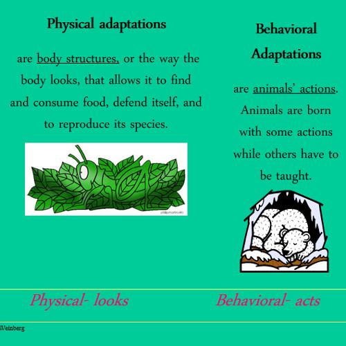 Stream Physical vs. Behavioral Adaptations by Lauren C. Chitman | Listen  online for free on SoundCloud