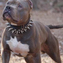 On Dawgs Mix x Produced by Big Homie Gwap