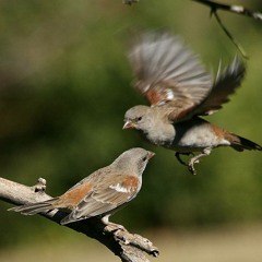 Talking Sparrows