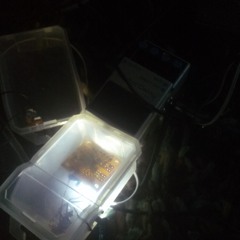 thesoundofskateboardwheelsonpavementtothebrainofadog