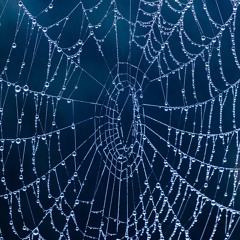 Arachne's Chosen