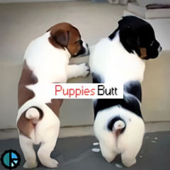 강아지 엉덩이(feat. 박xx 외 2명)