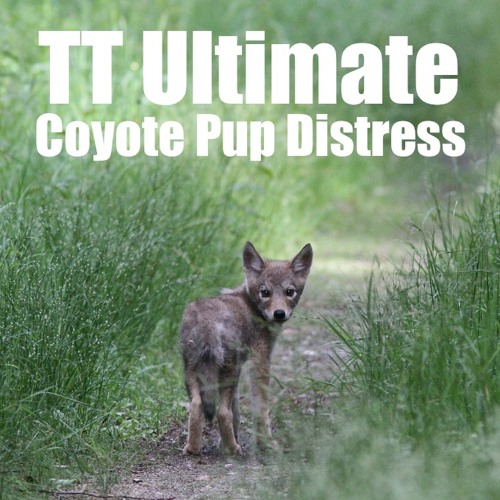 Stream TT Ultimate Coyote Pup Distress Sample by Tony Tebbe Listen
