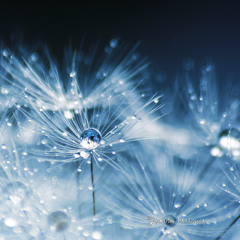 Million Scarlet Roses  [DJ Minh Anh Remix]