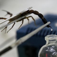 #TNOP (The Nature Of Poison) --- SynTalk