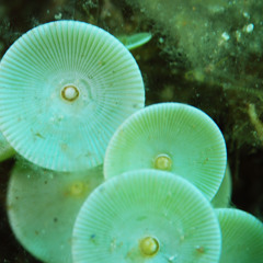 #TAOL (The Architecture Of Life) --- SynTalk