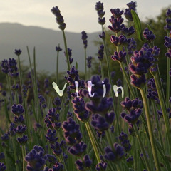 Vltin