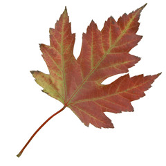 zum1@Cherry_Beach_20150719