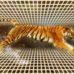 Tiger Tunes