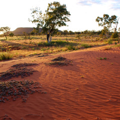 Violet Nampijinpa Downs - Every hill got a story