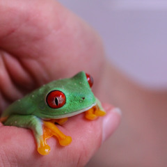 Red-eyed tree frog calling sound