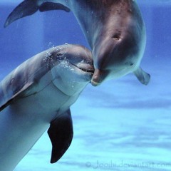 Дельфин Любовь