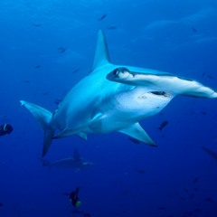 The Hammerhead Shark (Epic Orchestral BBoy / Breakdance Beat)