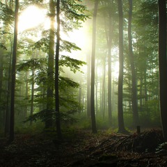 Forest Queen