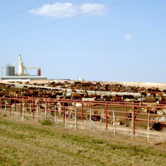 Mid-year cattle inventory confirms expansion. Ag Minute for July 28, 2015
