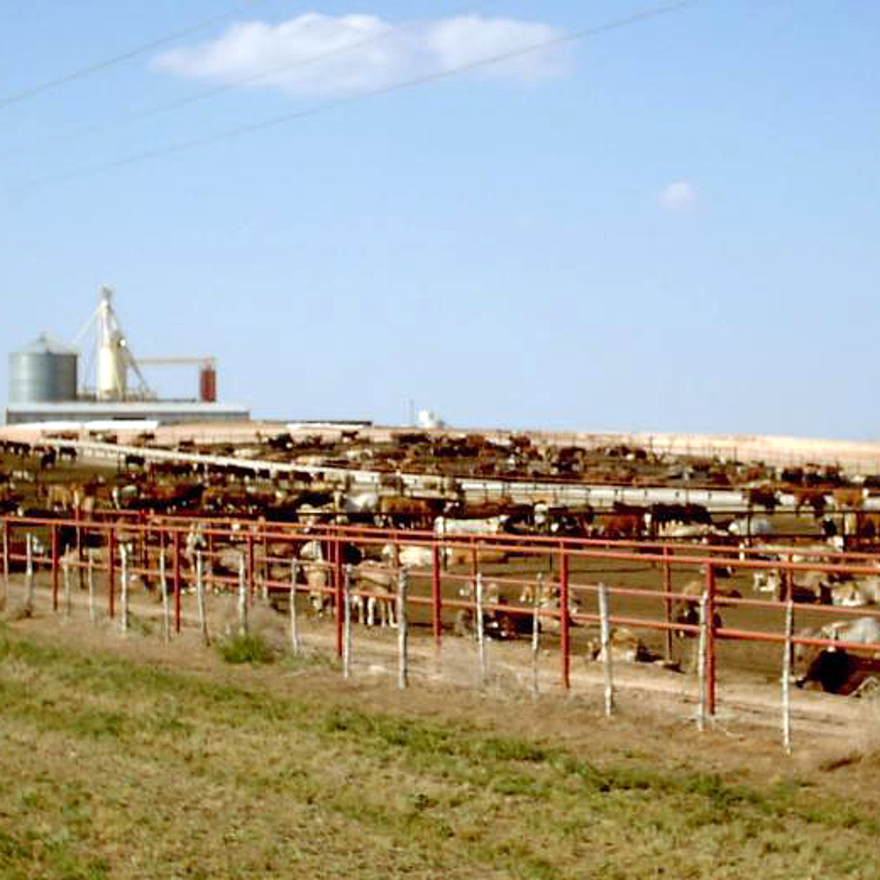 Mid-year cattle inventory confirms expansion. Ag Minute for July 28, 2015 episode artwork