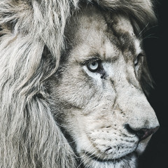 Daijoubu - Dutch Montana, DOGMA, Junkman [Original]