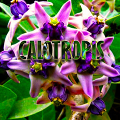 Sykied - Calotropis (Original Mix)