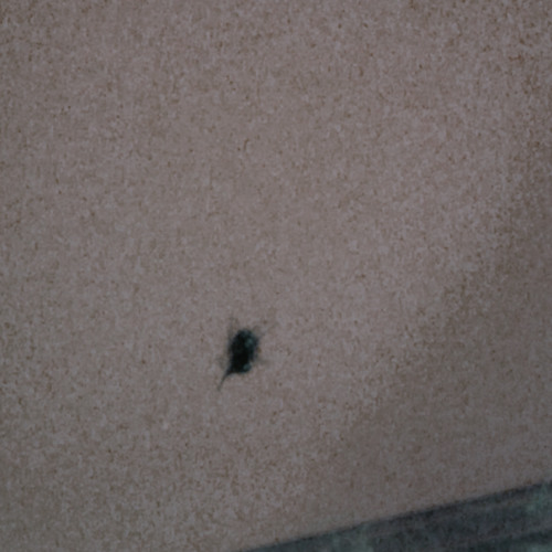Fine Game Girls Presents - Big Ass Bug