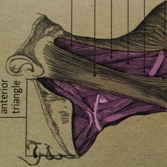 Boiled frogs (Acoustic)