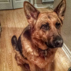 Shelby Why Do You Bark So Much
