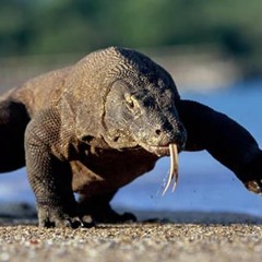 Komodo