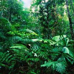 TROPICAL-RAIN-FOREST