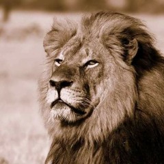 Cecil The Lion (preview)