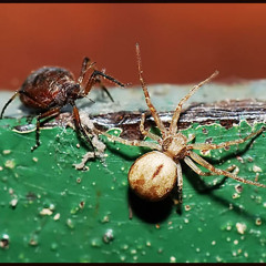 The Spider Vs. The Tick