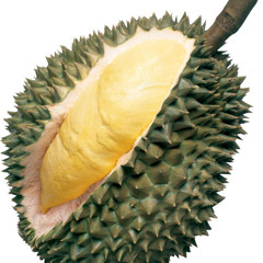 The Durian