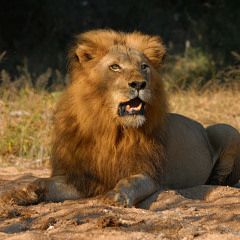 Dominant [instrumental] FREE DOWNLOAD