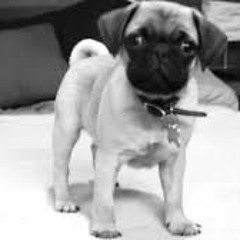 Wrecking Pug