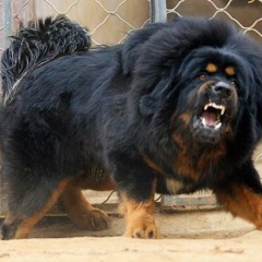 Shutup (Beat: Dominic Maler)