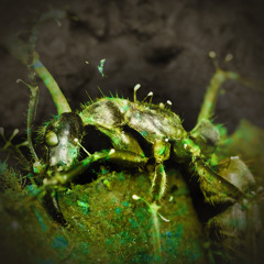 Parasitic Fungus