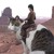 Artwork for BIG & RICH vs. L. BRYAN, R.HOUSER, M.LAMBERT, C.YOUNG, T.McGRAW & J. ALDEAN (Shake A Horse) - Mashup
