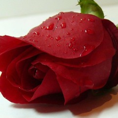 tasnim