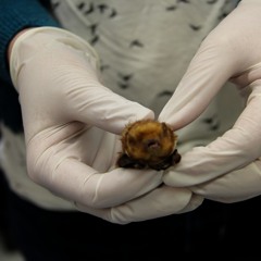 DSU researchers test a new method to protect bats from wind turbines