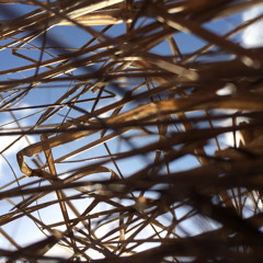 ghost forest