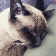 Bezzi & Suntrax - Dansity