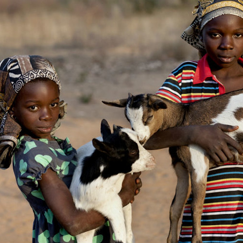 SciDev.Net podcast: African farmers mitigate emissions