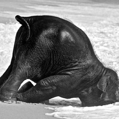 Walk of drunken Elephant// Mix#1